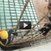 Bamboo Scaffolding Story