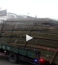 bambootruck
