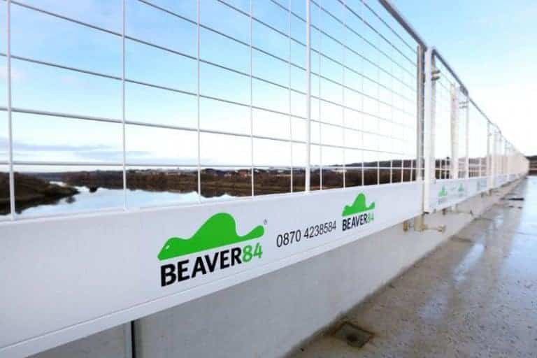 Beaver 84