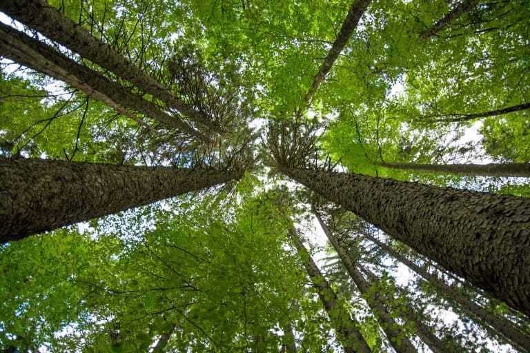 Sustainability in Scaffolding