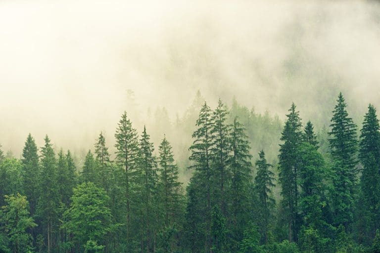 Scaffolding supplier Leach’s has launched a range of new environmentally-friendly products and to celebrate 100 years in business it’s planting 100 trees to help reduce its carbon footprint.