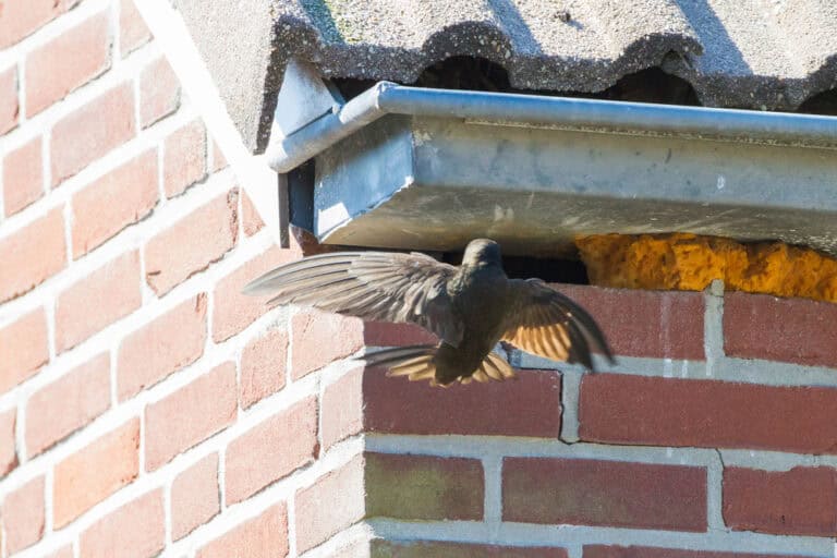 Scaffolders Urged to Protect Swift Nests During Breeding Season